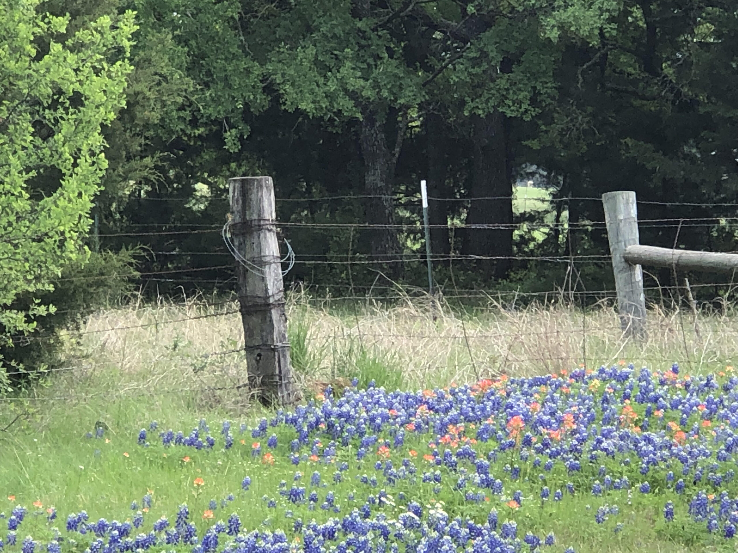 corner fence post with old strands of barbed wire fencing, in a field of blue bonnet flowers