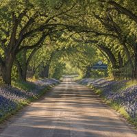 Roadside with blue bonnets